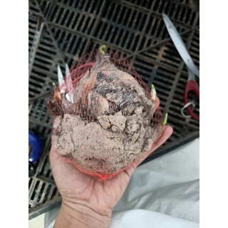 Củ hoa thủy tiên - hoa chơi tết