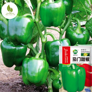 Hạt giống ớt chuông xanh, ớt ngọt, ớt trái cây