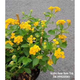 Cây hoa trâm ổi hoa vàng, đang hoa.