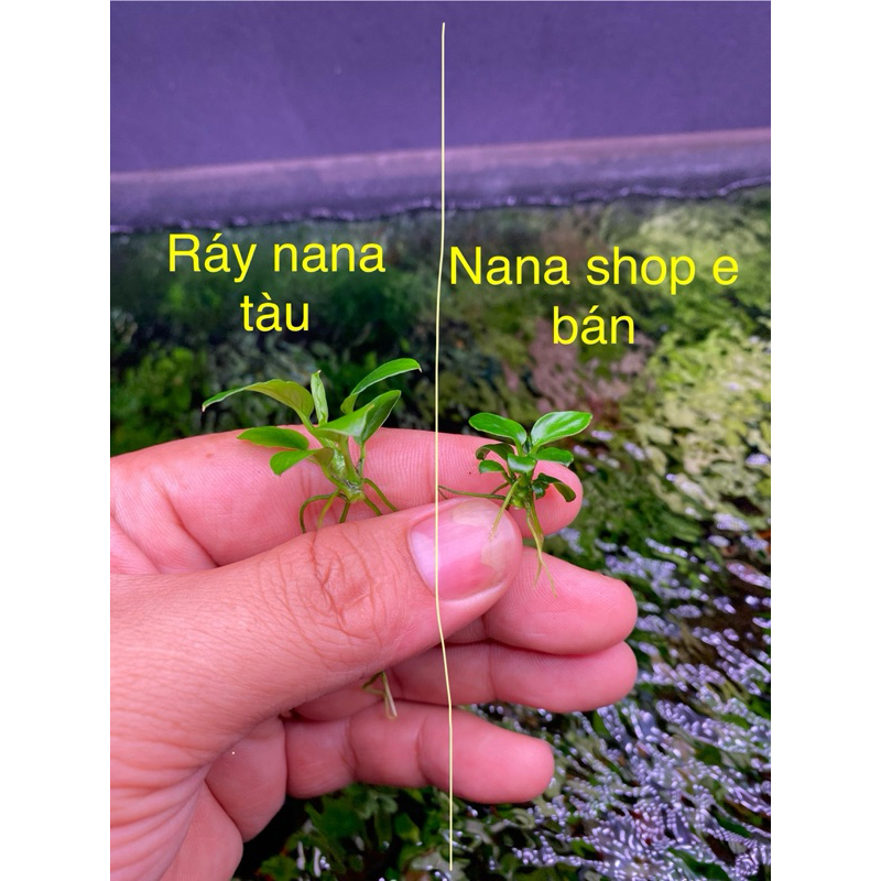 Ráy nana petite gen thái 10 ngọn Full nước fom chuẩn - Cây Thủy sinh