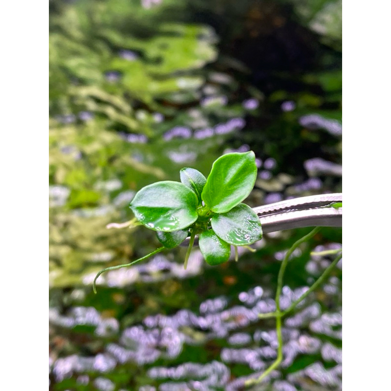 Ráy nana petite gen thái 10 ngọn Full nước fom chuẩn - Cây Thủy sinh