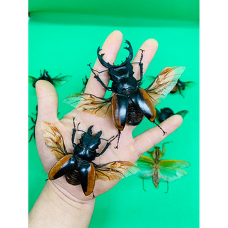 Tiêu Bản bọ cánh cứng(số lượng có hạn)