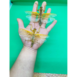 Tiêu Bản bọ cánh cứng(số lượng có hạn)