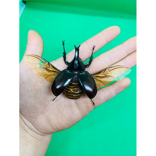 Tiêu Bản bọ cánh cứng(số lượng có hạn)