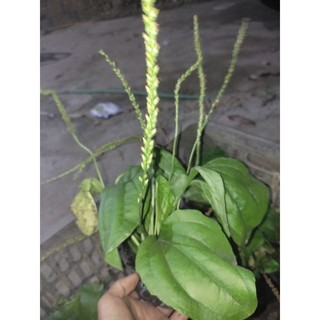 Cây Mã Đề (cây giống, cây tươi)