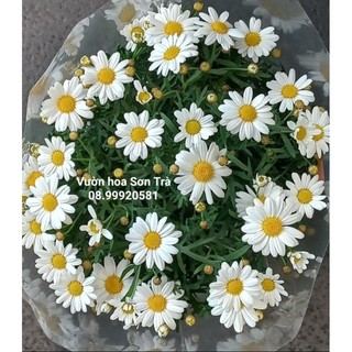 Cây cúc họa mi đang hoa như hình.