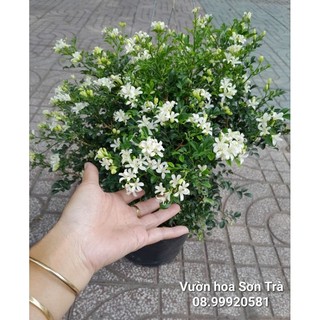 (VHST giao TP.HCM trong ngày) CÂY HOA NGUYỆT THÁI.