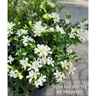 (VHST giao TP.HCM trong ngày) CÂY HOA NGUYỆT THÁI.