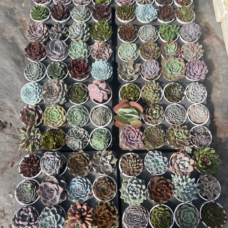   Không bảo hành,không bao gãy do vận chuyển  Làm giàu từ GIÁ SỈ combo 50 cây sen đá size trung bình 6-8cm 