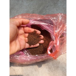 20G Cám Rùa Nước,Cá Cảnh Chất Lượng Cao,Kích Màu,Kích Size