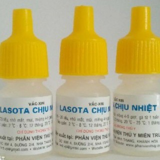 GÀ CON "LASOTA CHỊU NHIỆT"