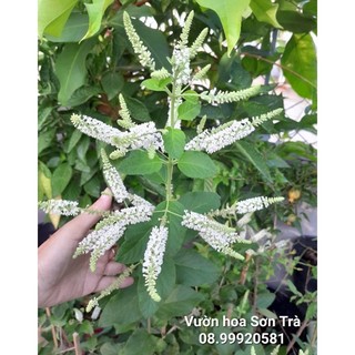 Cây bạch trầm hương đang hoa, hoa rất thơm.