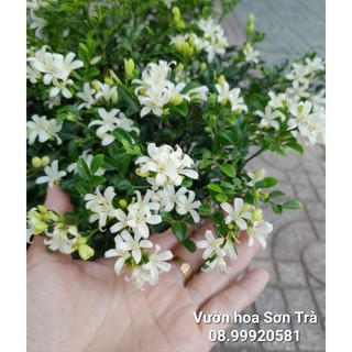 Cây hoa nguyệt thái.