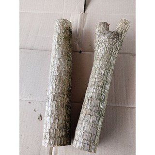 Cành Thiết Mộc Lan Dài 40-50Cm