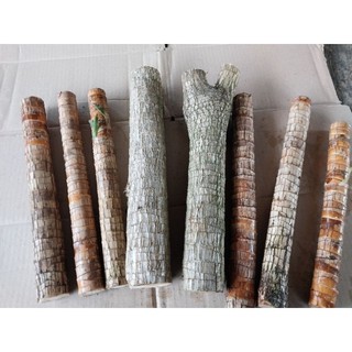 Cành Thiết Mộc Lan Dài 40-50Cm