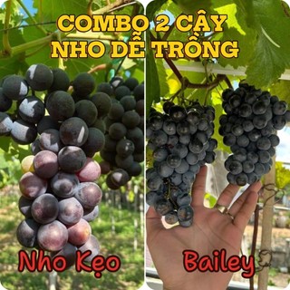 Combo 1 Nho Kẹo và 1 Nho Bailey Dễ Trồng Chăm Sóc Nhanh Trái Kháng Bệnh Tốt ( Tặng Phân Bón )