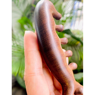 Lược matxa gỗ đàn hương