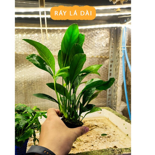 Ráy Ráy Lá Dài Cây Thủy Sinh Đẹp Dễ Trông Không Cần Nền Không Cần CO2