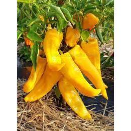 Hạt giống ớt sừng bò vàng mỹ