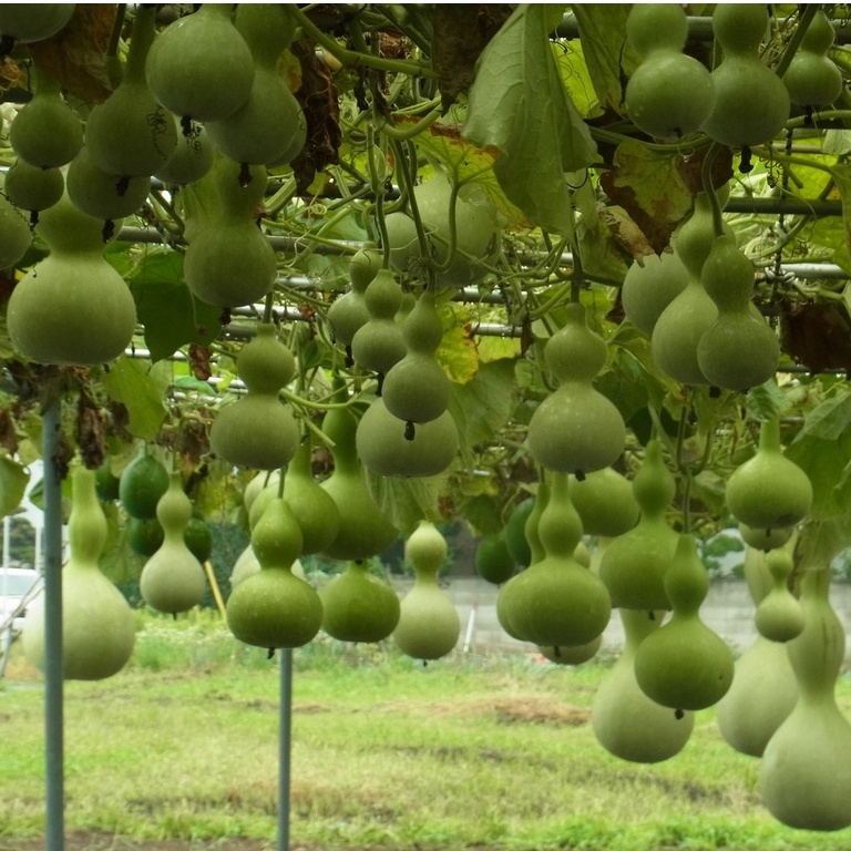 Hạt Giống Bầu Hồ Lô Năng Suất Cao 1gr