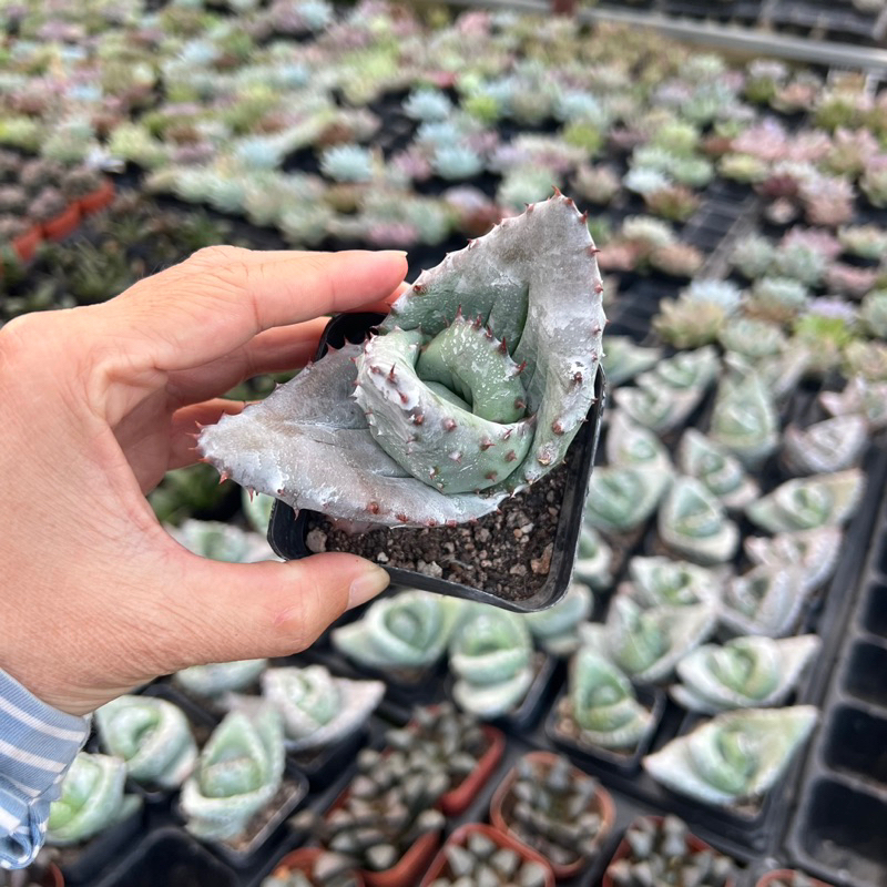 cây sen đá Thỏi Vàng size nhở 5-6cm, cây cảnh trang trí nhà cửa THUANPHAT GARDEN