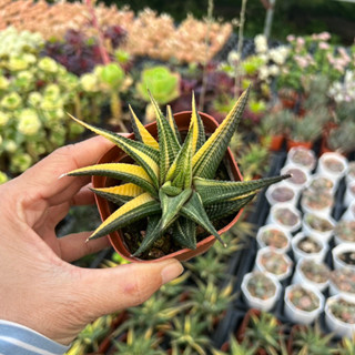  cây sen đá Móng Rồng Xoáy var size nhở 5-6cm cây cảnh trang trí nhà cửa THUANPHAT GARDEN 