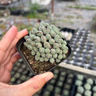  cây sen đá Conophytum size nhở 4-5cm 