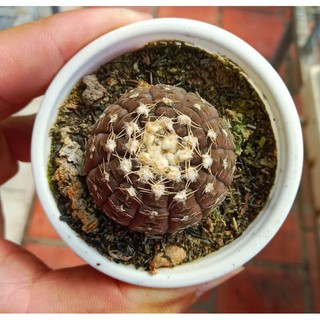 XƯƠNG RỒNG Gymnocalycium Ragonnesi gieo hạt Size 3cm🌵