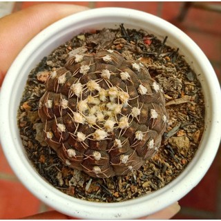 XƯƠNG RỒNG Gymnocalycium Ragonnesi gieo hạt Size 3cm🌵