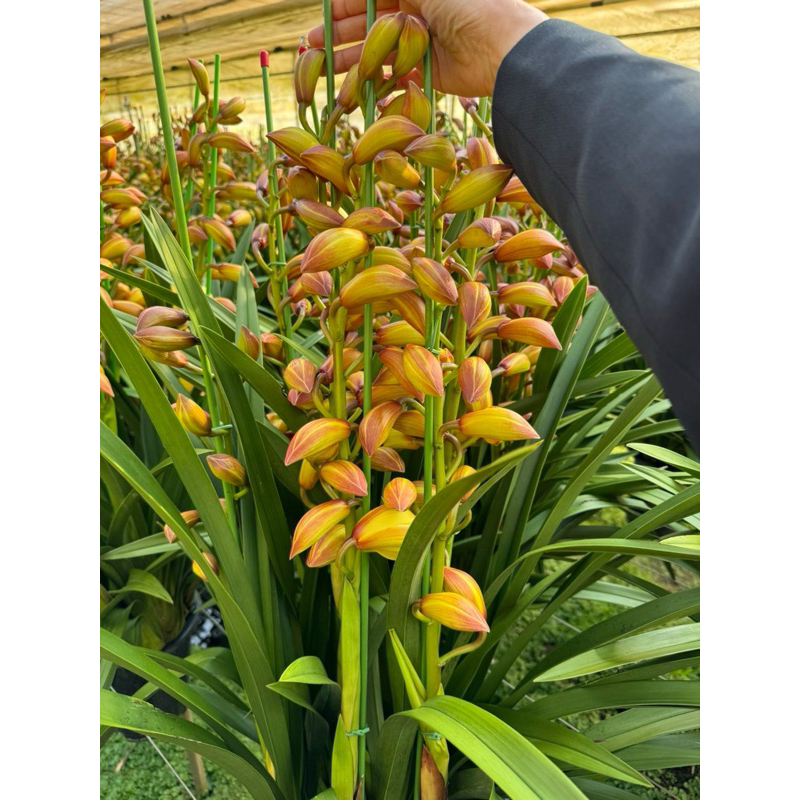 ĐỊA LAN SATO VIP CHẬU 5,6,7,8 ngồng hoa chưng tết 2024 ảnh thật