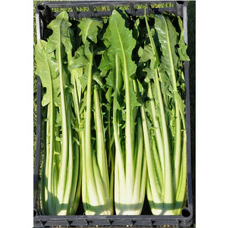 Hạt Giống Chicory Xanh (Rau Diếp Xoăn) 5gr rado