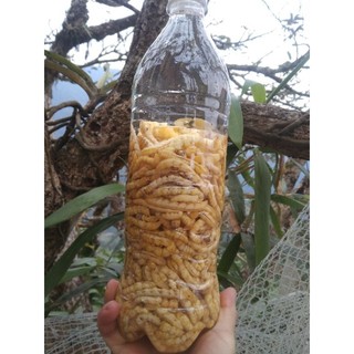 sâu chít Mường Tè bó 100 que