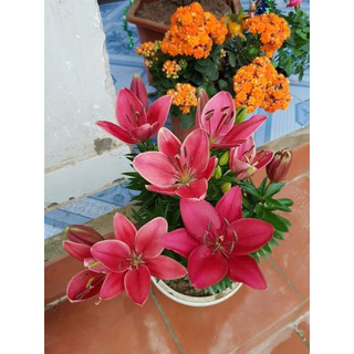 Combo 10 củ ly lùn tặng 1 củ Hà Lan sai hoa đủ màu