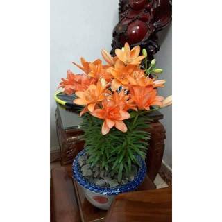 Combo 10 củ ly lùn tặng 1 củ Hà Lan sai hoa đủ màu