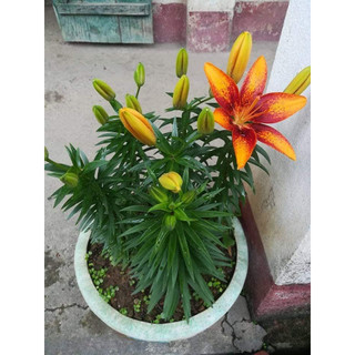 Combo 10 củ ly lùn tặng 1 củ Hà Lan sai hoa đủ màu