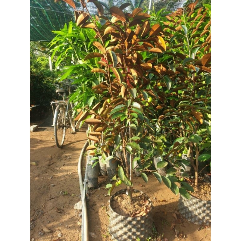 Vú Sữa Mica tím