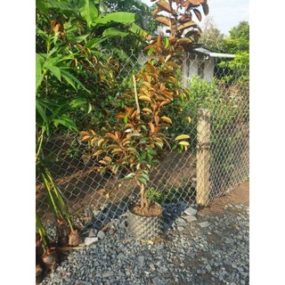 Vú Sữa Mica tím