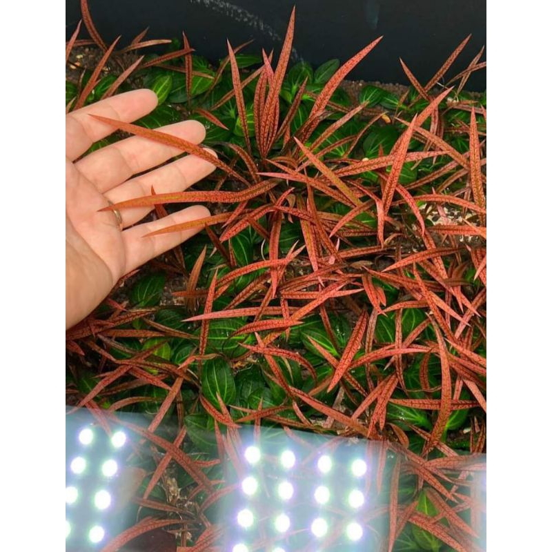 N&T Garden - cây thủy sinh Tiêu thảo t.iger (1 thân)