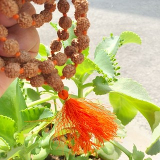 [Ấn Độ master] Chuỗi Hạt Rudraksha Mala (Thắt Gút Giữa Hạt) - OnYou Meditation