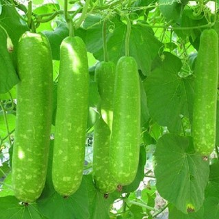Hạt giống bầu sao trái dài f1 cao sản siêu trái, dễ trồng