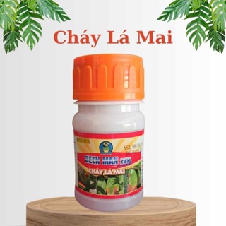 Cháy Lá Mai, dùng cho mai bị Cháy Lá do Nấm Vi Khuẩn