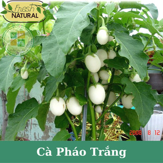 Hạt giống cà pháo trắng (cà trứng ngỗng) giòn ngọt