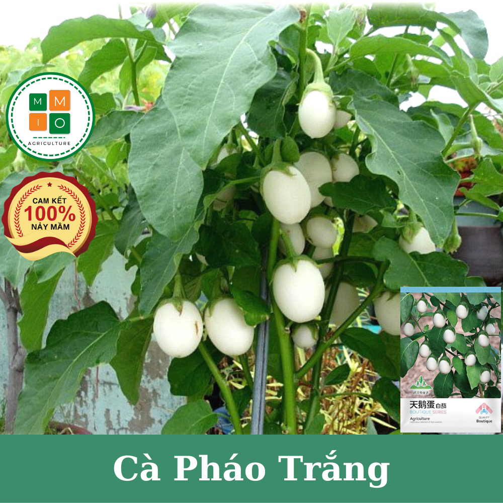 Hạt giống cà pháo trắng (cà trứng ngỗng) giòn ngọt
