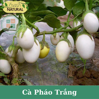Hạt giống cà pháo trắng (cà trứng ngỗng) giòn ngọt