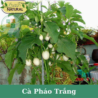 Hạt giống cà pháo trắng (cà trứng ngỗng) giòn ngọt