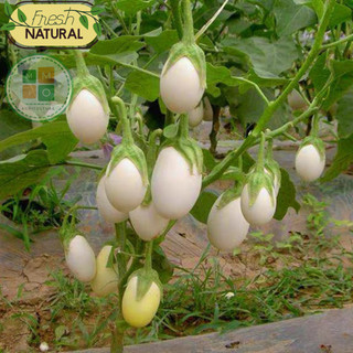 Hạt giống cà pháo trắng (cà trứng ngỗng) giòn ngọt