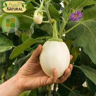 Hạt giống cà pháo trắng (cà trứng ngỗng) giòn ngọt