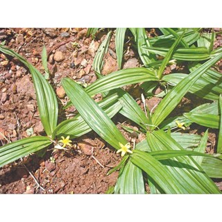 Cây sâm cau(dược liệu) làm giống.