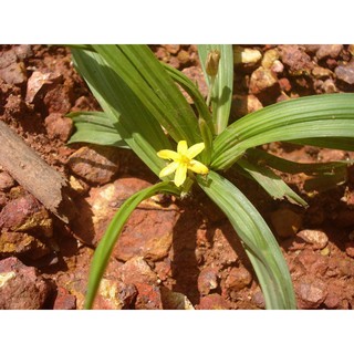 Cây sâm cau(dược liệu) làm giống.