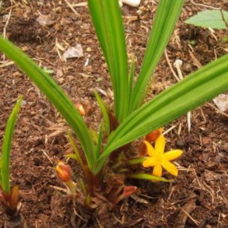 Cây sâm cau(dược liệu) làm giống.